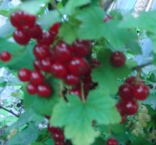 Johannisbeeren